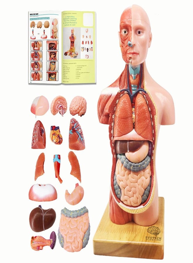 EVOTECH SCIENTIFIC 2025 New Human Body Model for Kids, 15 Pcs Removable 11 inch Human Torso Anatomy Model with Heart Head Skull Brain Skeleton Model, Age 6+, School Medical Education Display - Image 1